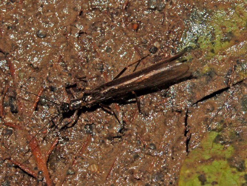 Leuctridae